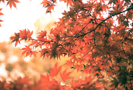 Beautiful red maple leaves in autumn season with vintage filter effect.の写真素材