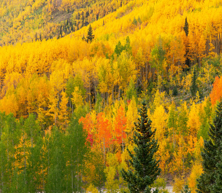 Colorful aspen trees in the fall season in Colorado, United States.の写真素材