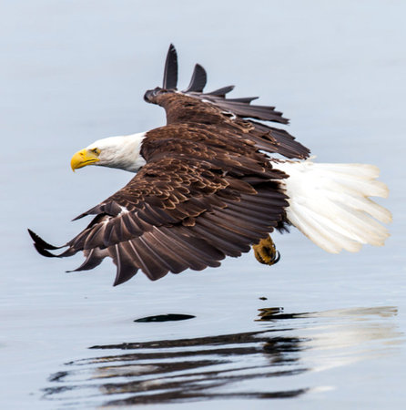 Bald Eagle (Haliaeetus leucocephalus) in flight.の写真素材