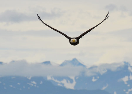 Bald Eagle (Haliaeetus leucocephalus)の写真素材
