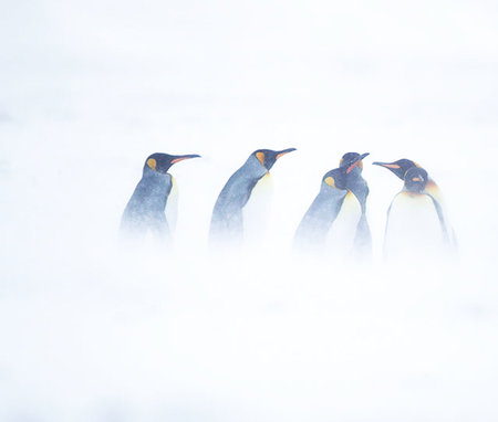 King penguins (Aptenodytes patagonicus) in Antarcticaの写真素材
