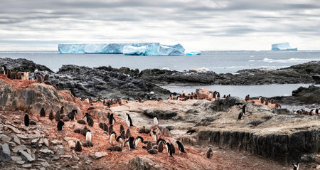 Colony of Gentoo penguins (Pygoscelis papua) in Antarcticaの写真素材