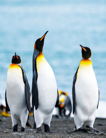 King penguins on the seashore in the Falkland Islands