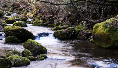 Mossy boulders and flowing water in the forest, long exposure