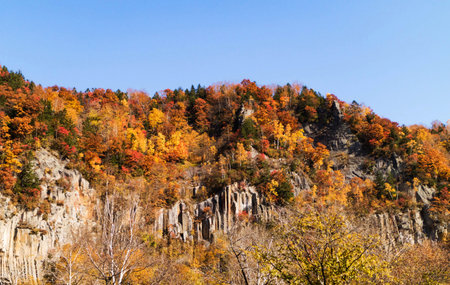 mountain autumn landscape with colorful trees, closeup of photo.の写真素材