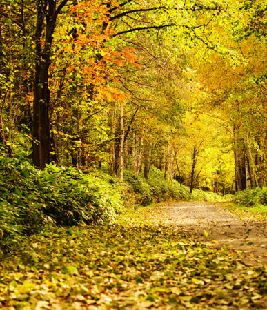 Path in autumn forest with yellow leaves and sunbeams. Nature background