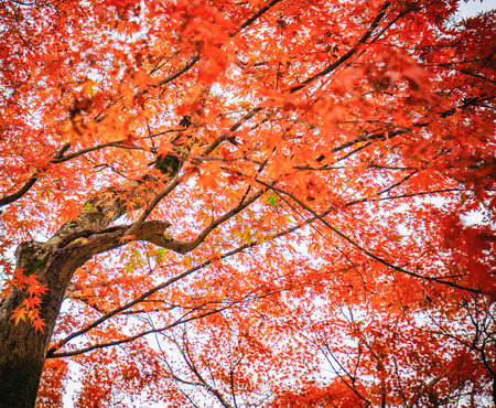 Beautiful red maple leaves in autumn season at Kyoto, Japan.の写真素材