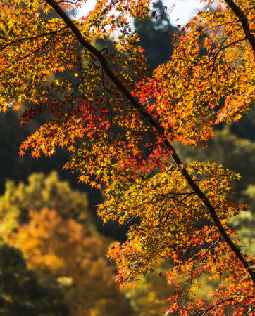 Maple tree in the autumn forest. Colorful leaves in fall season.の写真素材