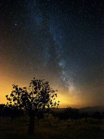 Milky Way and tree at Phu Kradueng National Park, Loei, Thailandの写真素材