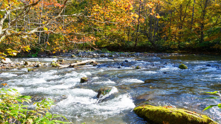 Mountain river in the autumn forest. Autumn landscape with a mountain river.