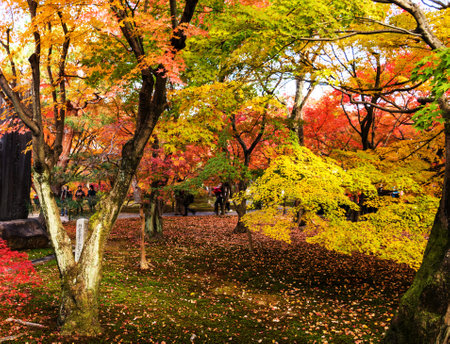 Maple trees in the autumn park at Tokyo, Japan. Autumn season.の写真素材