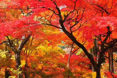 Maple tree in autumn season at kyoto japan.の写真素材