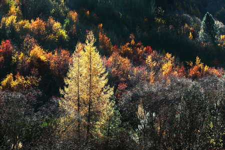 Autumn forest in the mountains. Colorful trees in autumn forestの写真素材