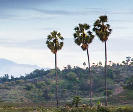 Palm trees in the field with mountains in the backgroundの写真素材