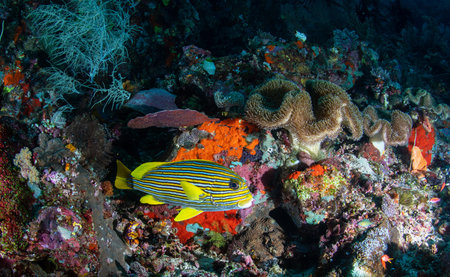 Coral and fish on a coral reef in the Red Sea, Egyptの写真素材