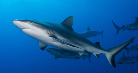 Picture shows a Caribbean reef shark in the oceanの写真素材