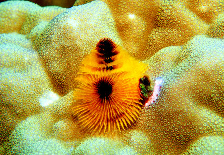 Coral, Philippines, Luzon Island, Aniloa Archipelagoの写真素材