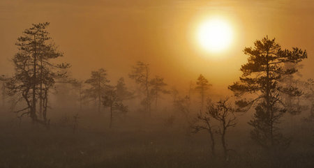 Morning mist in the swamp. Pine trees in the morning mist.の写真素材