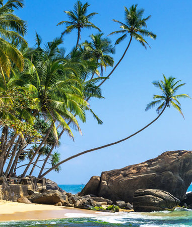 Tropical beach with palm trees and rocks, Seychellesの写真素材