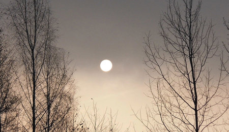 The sun rises in the winter forest. The sun behind the trees.の写真素材