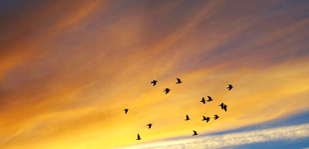 flock of birds flying in the sunset sky, nature series.