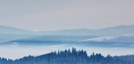 Foggy winter landscape with pine forest and mountains in the backgroundの写真素材