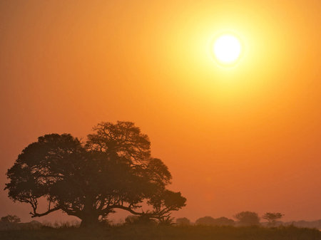 Sunset over the Okavango Delta - Moremi National Park in Botswanaの写真素材