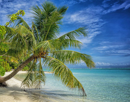 Coconut palm tree on a tropical beach at Seychellesの写真素材
