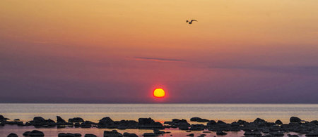 Sunset at the sea with rocks and birds in the foreground.の写真素材