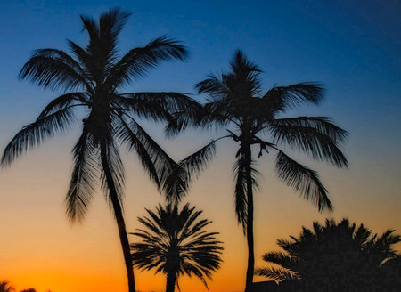 Silhouette of palm trees at sunset. Beautiful natural background.の写真素材