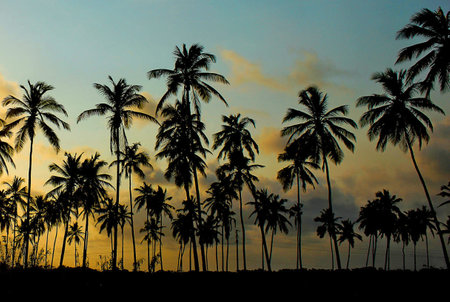 Silhouette of coconut palm trees at sunset, Sri Lanka.