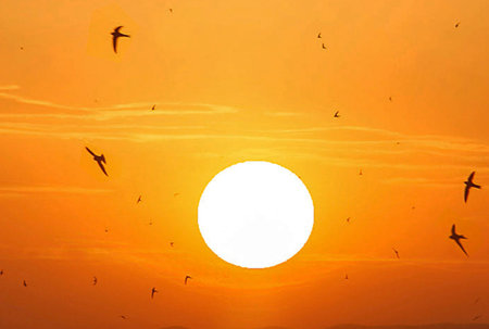 Sunset and flock of seagulls flying at Bang Pu beach, Thailandの写真素材