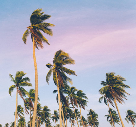 Coconut palm trees on blue sky background. Vintage tone.