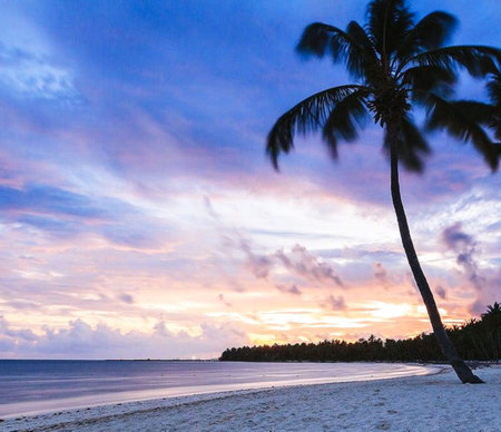 Palm trees on the beach at sunset. Beautiful tropical landscape.の写真素材