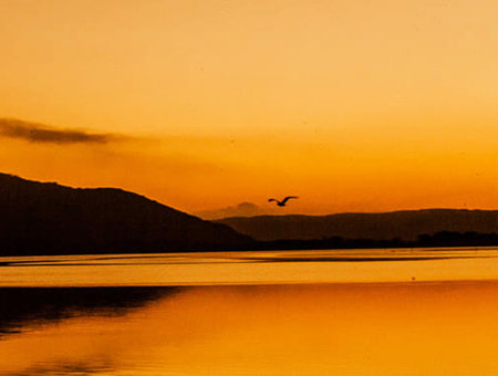 Sunset on the lake with a seagull in the foregroundの写真素材