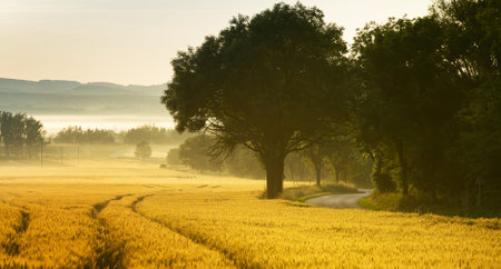 Rural landscape with golden rice field in the morning, Czech Republicの写真素材