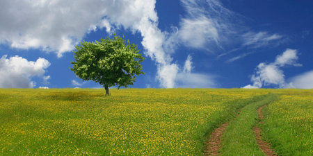 Green meadow and lonely tree on a background of blue sky with cloudsの写真素材