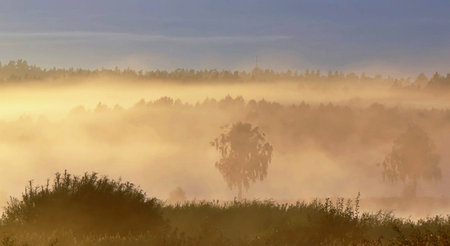 Sunrise over the misty meadow with trees in the foreground