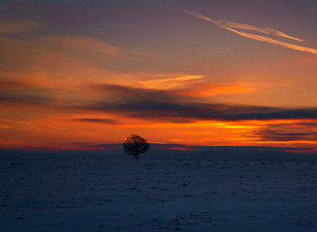 Lonely tree on a snowy field at sunset in winter.の写真素材
