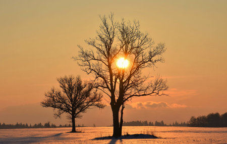 Beautiful winter landscape with two bare trees on a snowy field at sunset