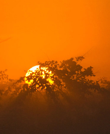 Sunrise in the morning mist, Khao Yai National Park, Thailandの写真素材