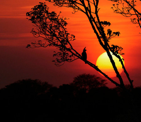 silhouette of a bird on a tree at sunset in the eveningの写真素材