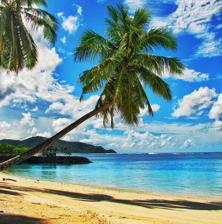 Tropical beach with coconut palm tree, Seychellesの写真素材