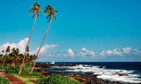 Coconut palm trees on the coast of Maui, Hawaiiの写真素材