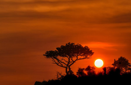 sunset over a tree in the savannah of central africaの写真素材