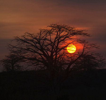 Sunset in the Chobe National Park, Botswana, Africaの写真素材