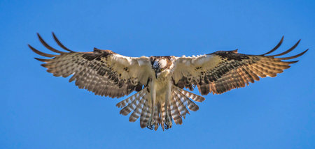 Osprey (Pandion haliaetus) in flight against a blue skyの写真素材