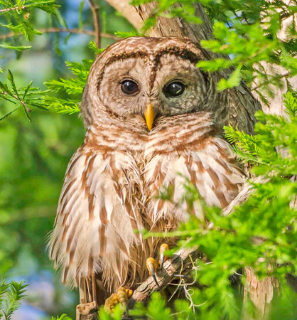 Barred Owl in a treeの写真素材