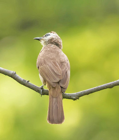 Spotted Bulbul, Pycnonotus goiavier, single bird on branchの写真素材