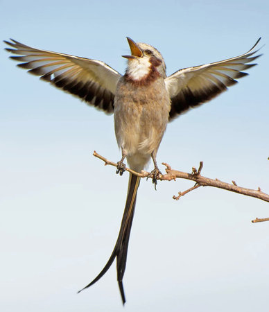 A bird with wings outstretched and a long tail perched on a branch.の写真素材